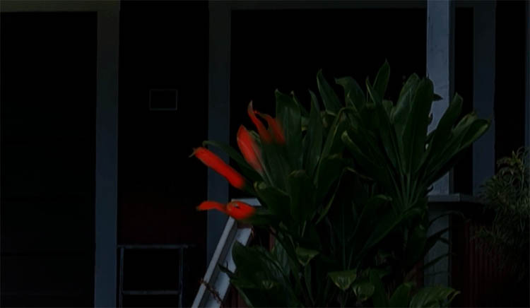 add light to the tres and bushes